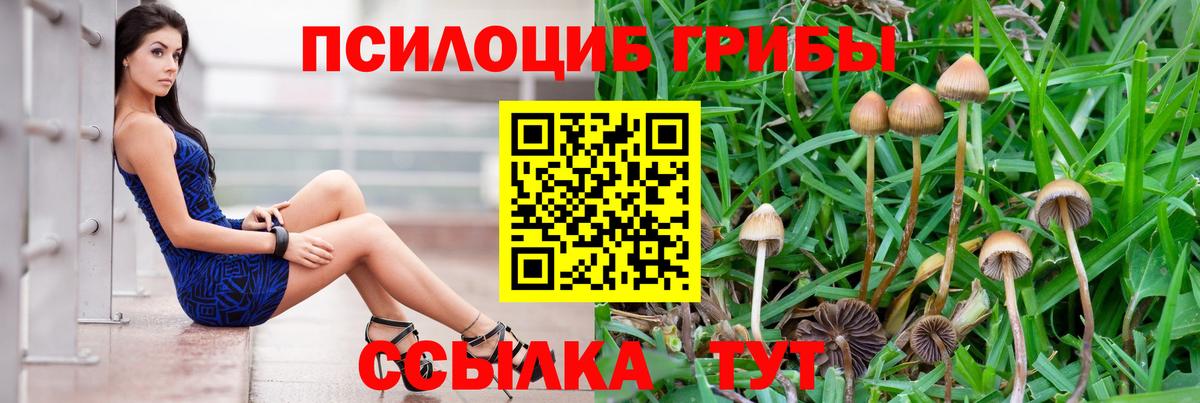 Псилоцибиновые грибы Cubensis Пенза